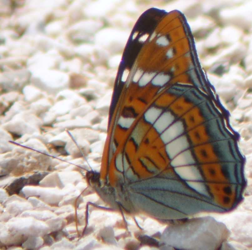 farfalle da identificare